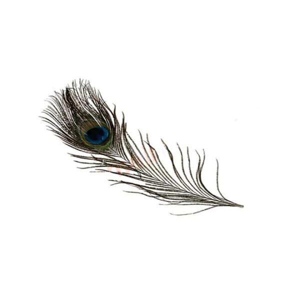 Peacock Feather (Small)