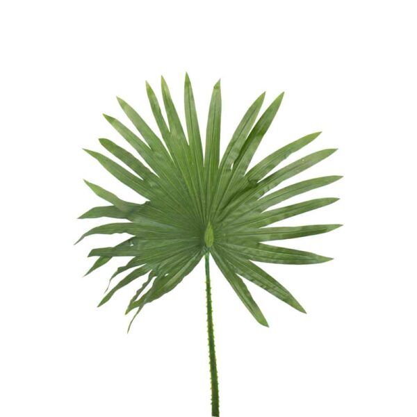 Green Fan Fern