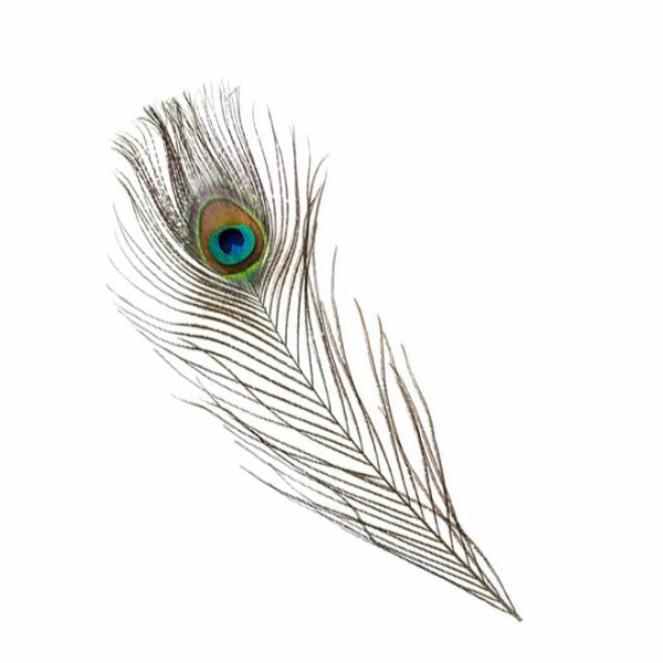 Peacock Feather 115cm