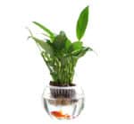 Plastic Fish Bowl 17cm