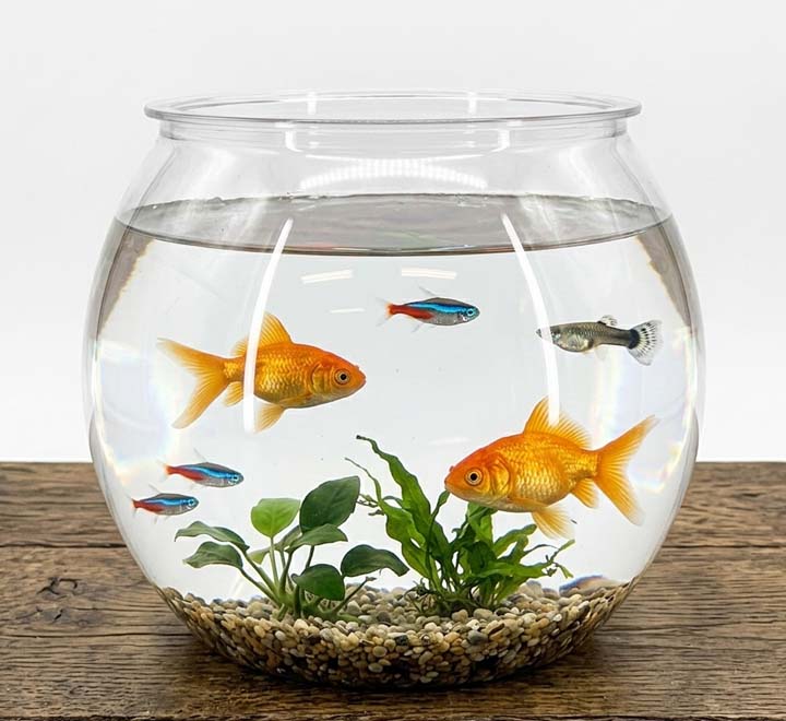 Plastic Fish Bowl