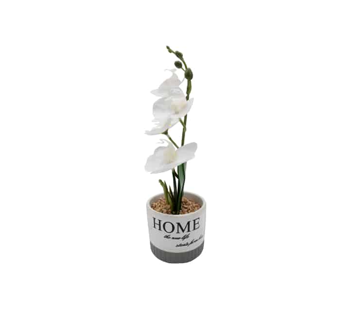 Mini Orchid in Ceramic Pot
