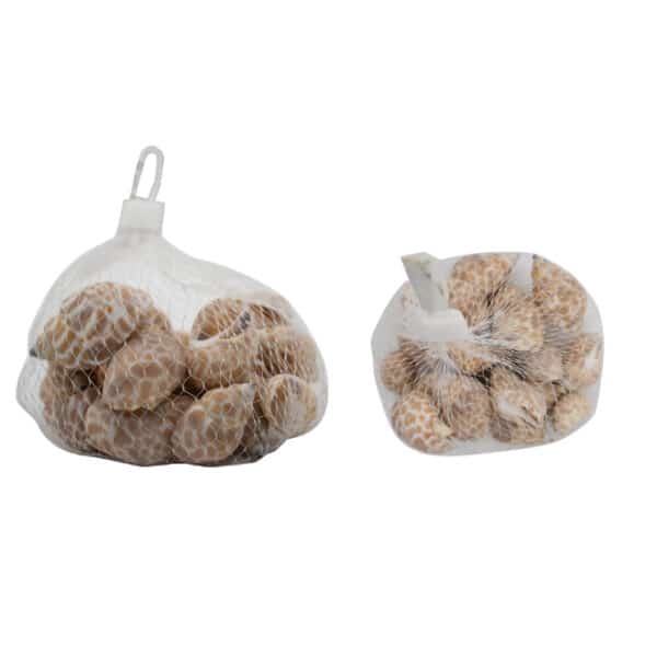 Decorative Shells Brown