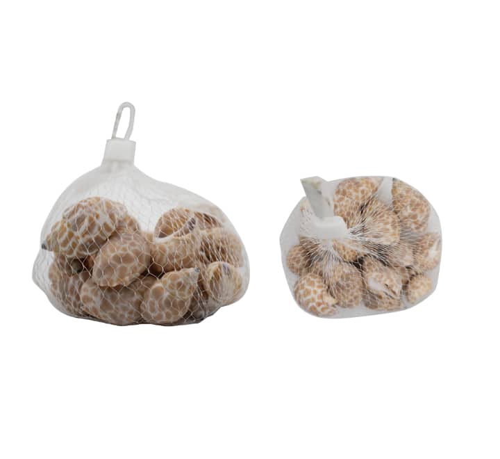 Decorative Shells Brown