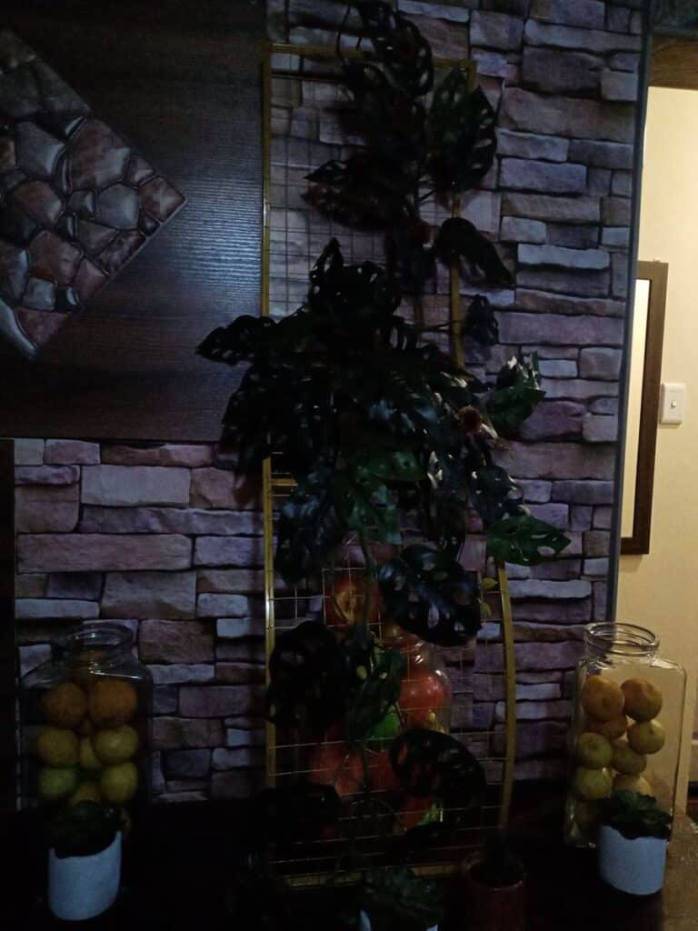 Image #1 from Anonymous