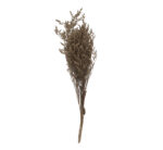 Dried Flower Bunch Brown