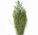 Limonium Bunch Green