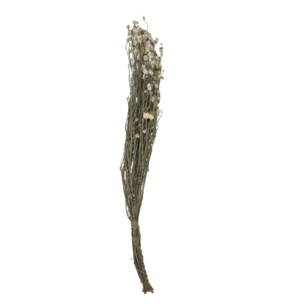 Ammobium Dried Flower