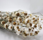 Ammobium Dried Flower