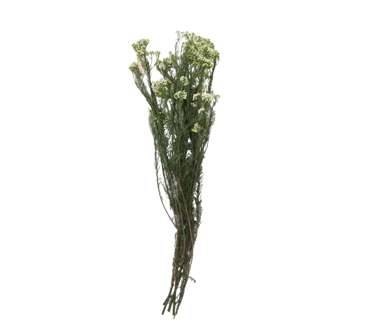 Dried Ozothamnus Plant