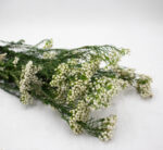 Dried Ozothamnus Plant