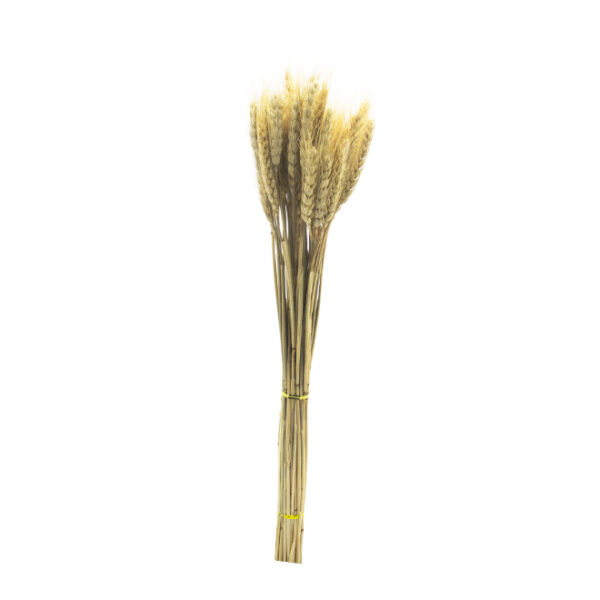 Preserved Dried Wheat Flowers