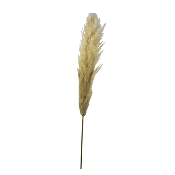 Dried Natural Pampas